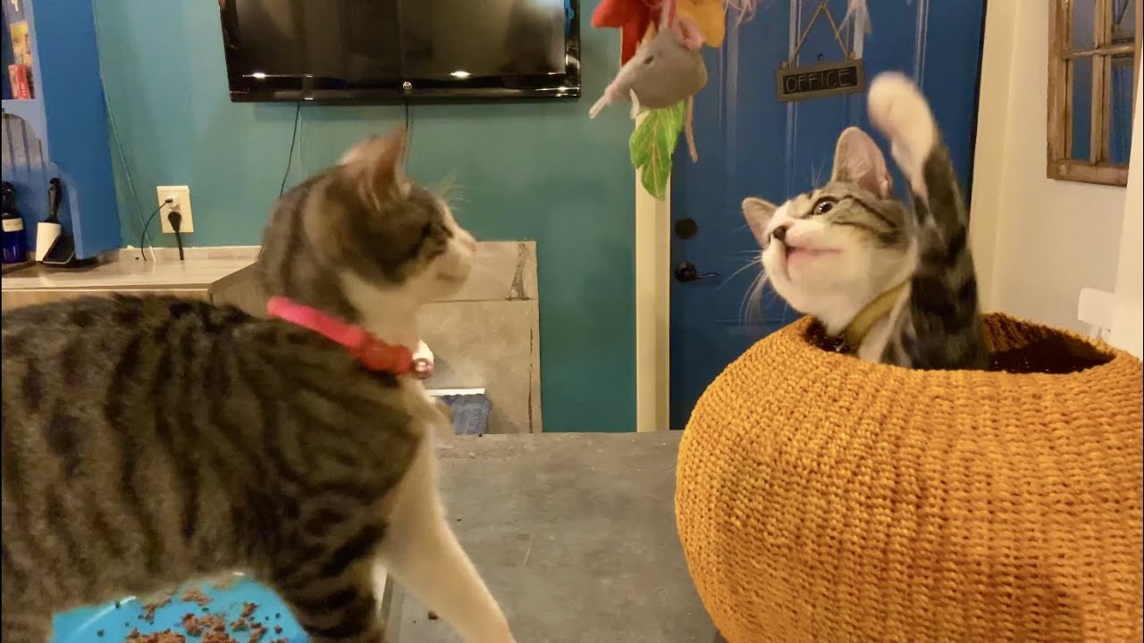 Visiting Brooklyn Cat Cafe in Brooklyn Heights | NYC