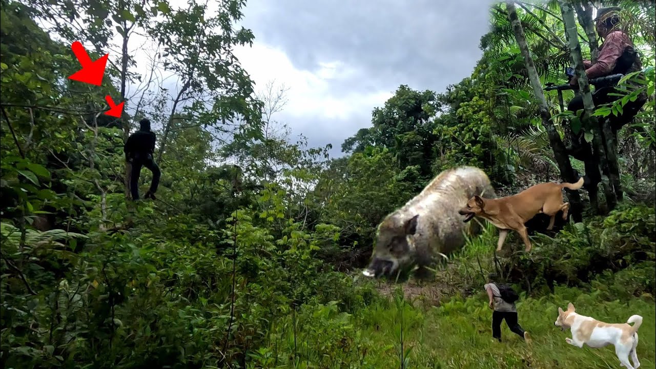 BABI BESAR MOGOK❗Pemburu Naik Pohon |  Amazing | Berburu babi sebelum hujan |