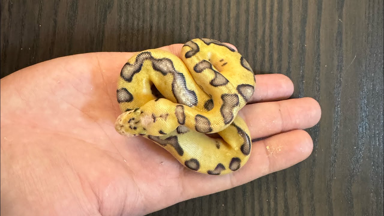 第四集刀￼鋒小丑球蟒基因分析｜小丑球蟒基因分析｜blade clown ball python project ｜台灣屏東港人爬蟲店@fourlegs1669