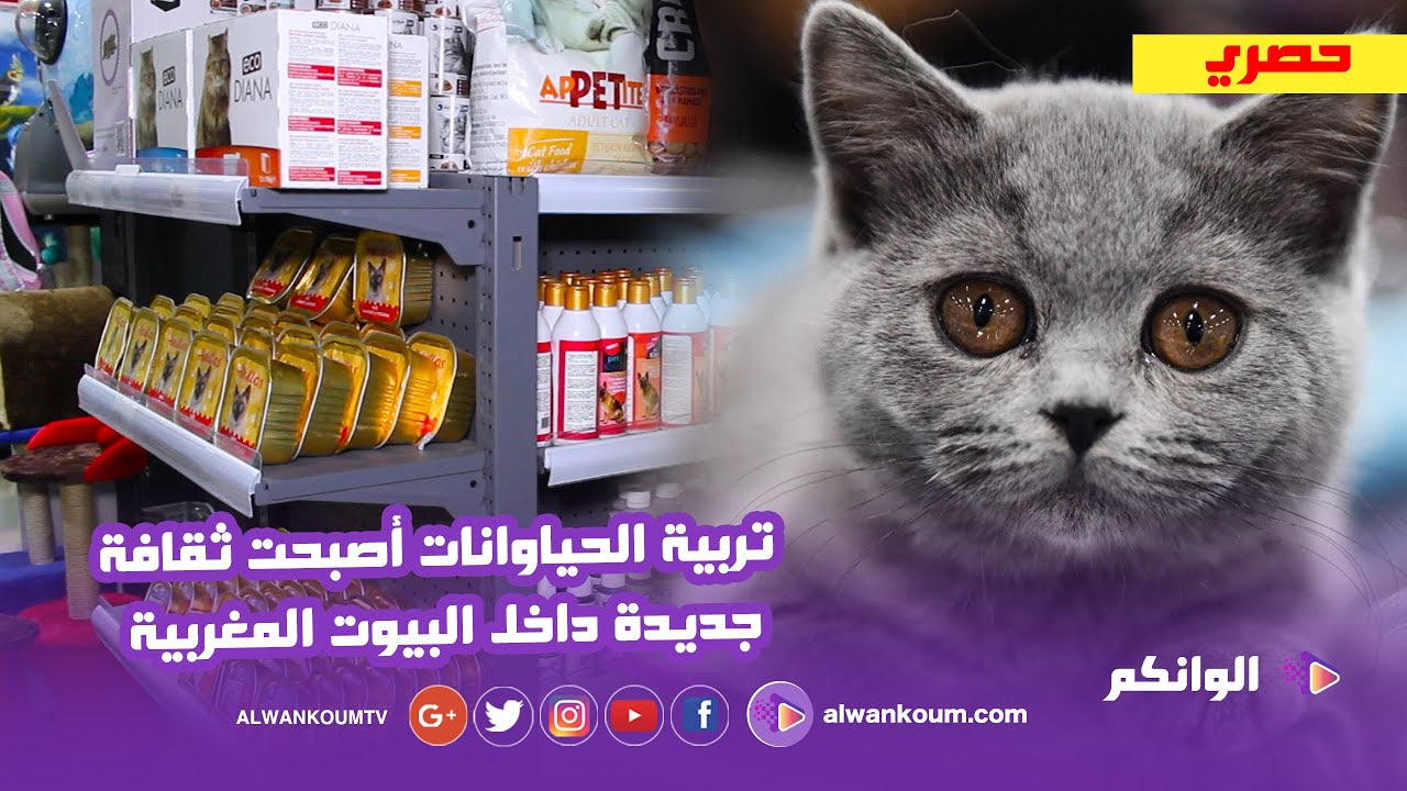 فيديو وسط أكبر متجر لبيع طعام ومستلزمات الحياوانات الأليفة بسلا Animalerie GALO WORLD