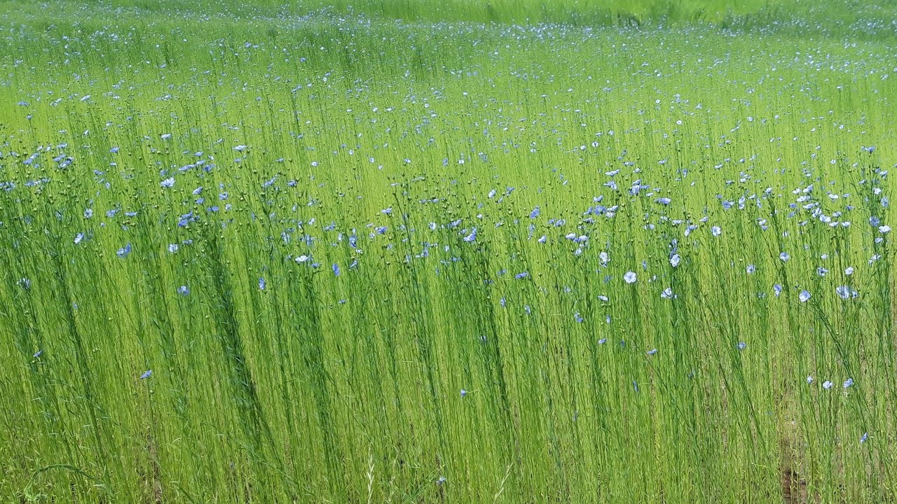 Histoire cauchoise audio: Eul cabinet est bas