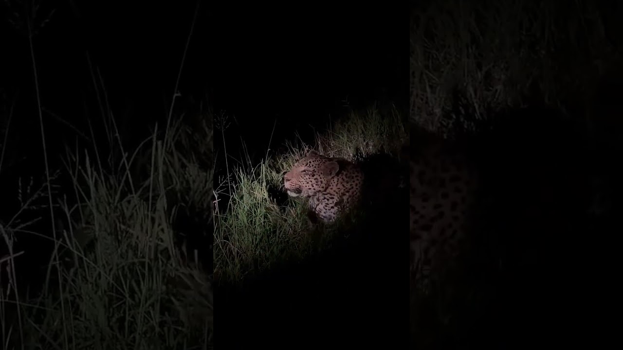 Leopardnear campsite#solocamping#shorts#shortfeed#viral#ytshorts#nightcamping#