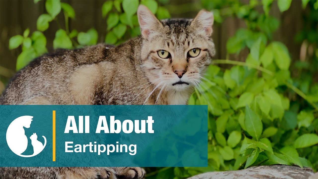 All About Eartipping