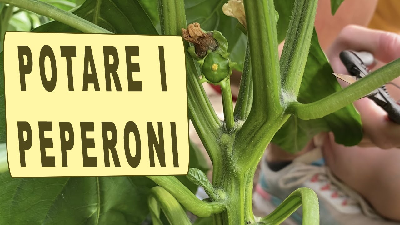 POTARE I PEPERONI