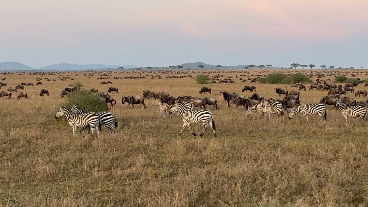 wildbest migration