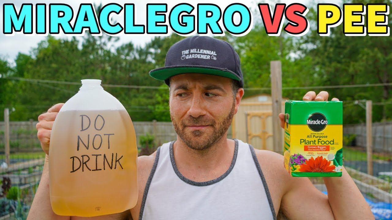 MiracleGro VS Pee: Which Fertilizer Is Better? Surprising Results!