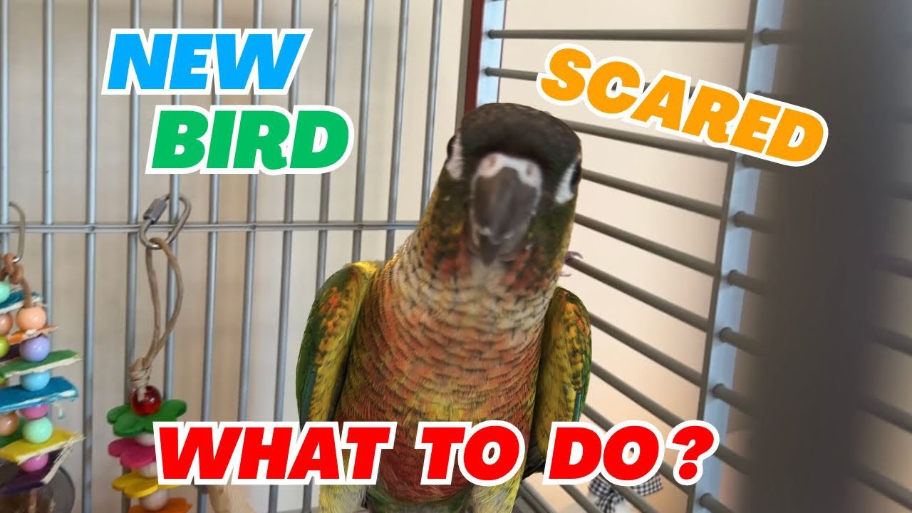 FIRST Things to Do to Gain Trust of a Parrot –Green Cheek Conure