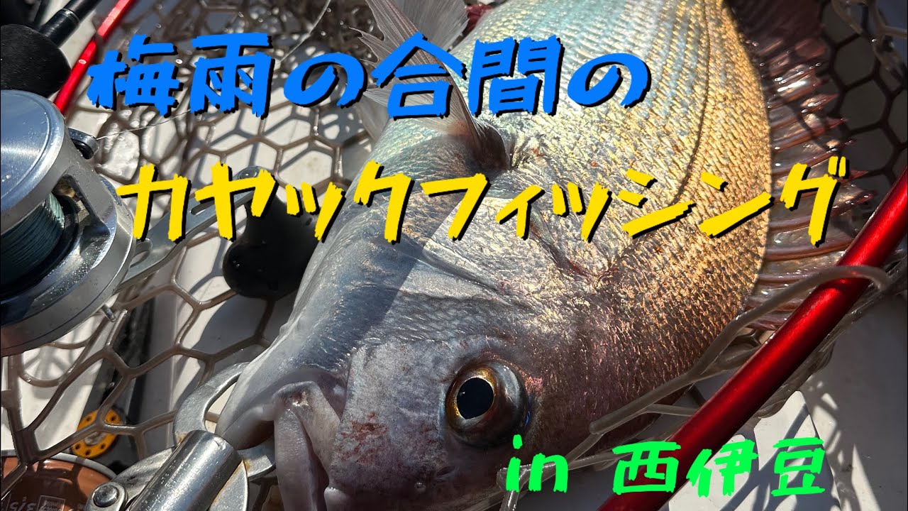 仕事に疲れたおじさんが梅雨の合間に西伊豆でカヤックフィッシングして癒されていく様になります。