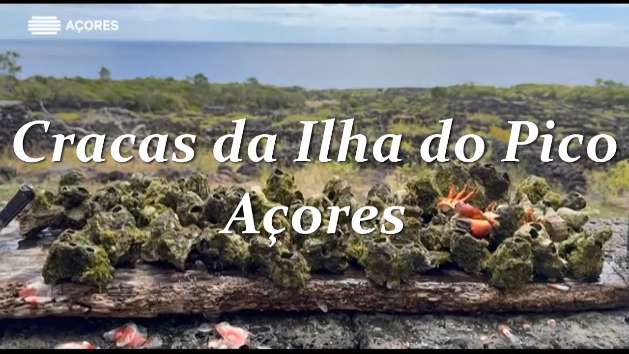 Capturar Cracas e Búzios na Ilha do Pico Açores