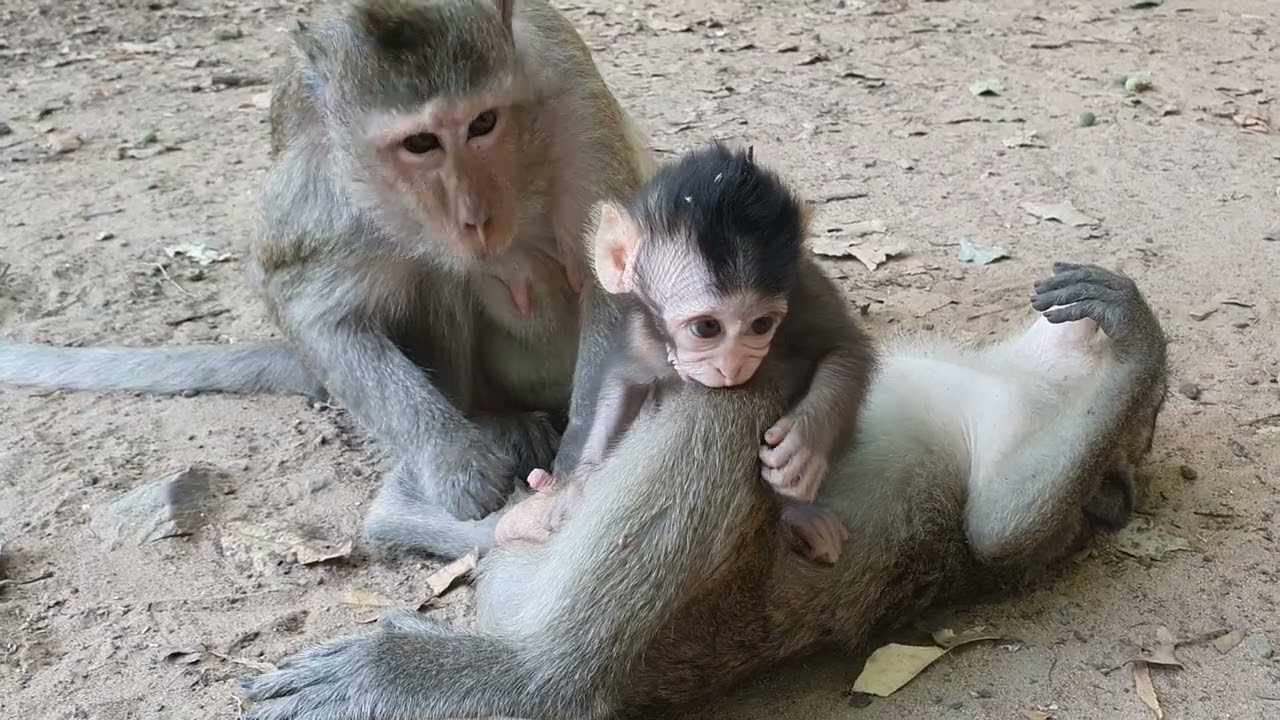 Wildlife monkeys in Amber and Mohanokor troop living around Baphuon Temple WA646