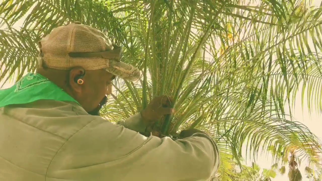 How I prune a roebelenii palm ( Pygmy date palm )