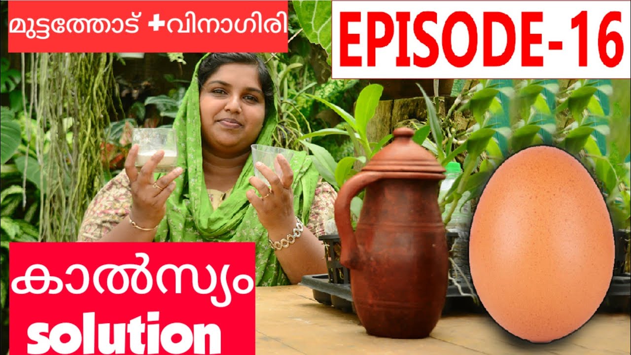 മുട്ടത്തോട് ഉണ്ടോ || HOW TO MAKE CALCIUM SOLUTION FOR ORCHIDS || EGGSHELL+VINAGER | EPISODE 16
