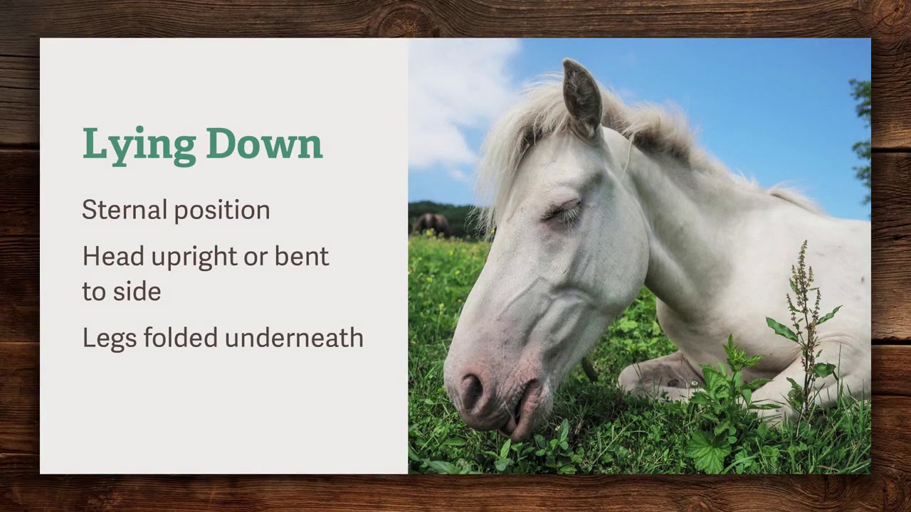 Normal Equine Behavior - Equine Welfare and Management