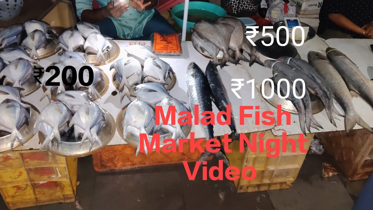 My First Vlog 🐠🔥 || Fishing Video 😍 || My First Fish malda Vlog ❣️ #fish #viral #trending #vlog 