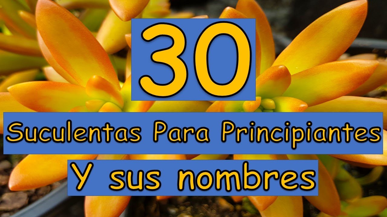 🎍 30 Suculentas para Principiantes de bajo mantenimiento y f&aacute;cil cuidado con sus nombres 🎍