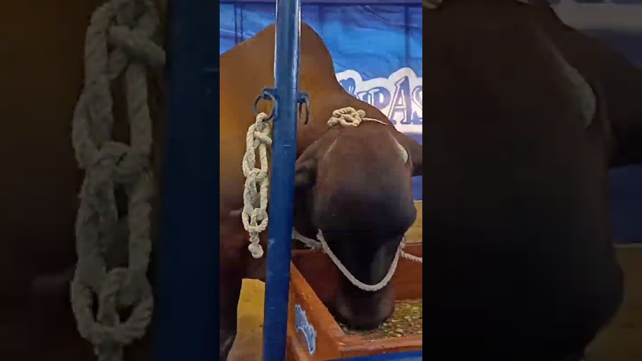 #dilpasandcattlefarm