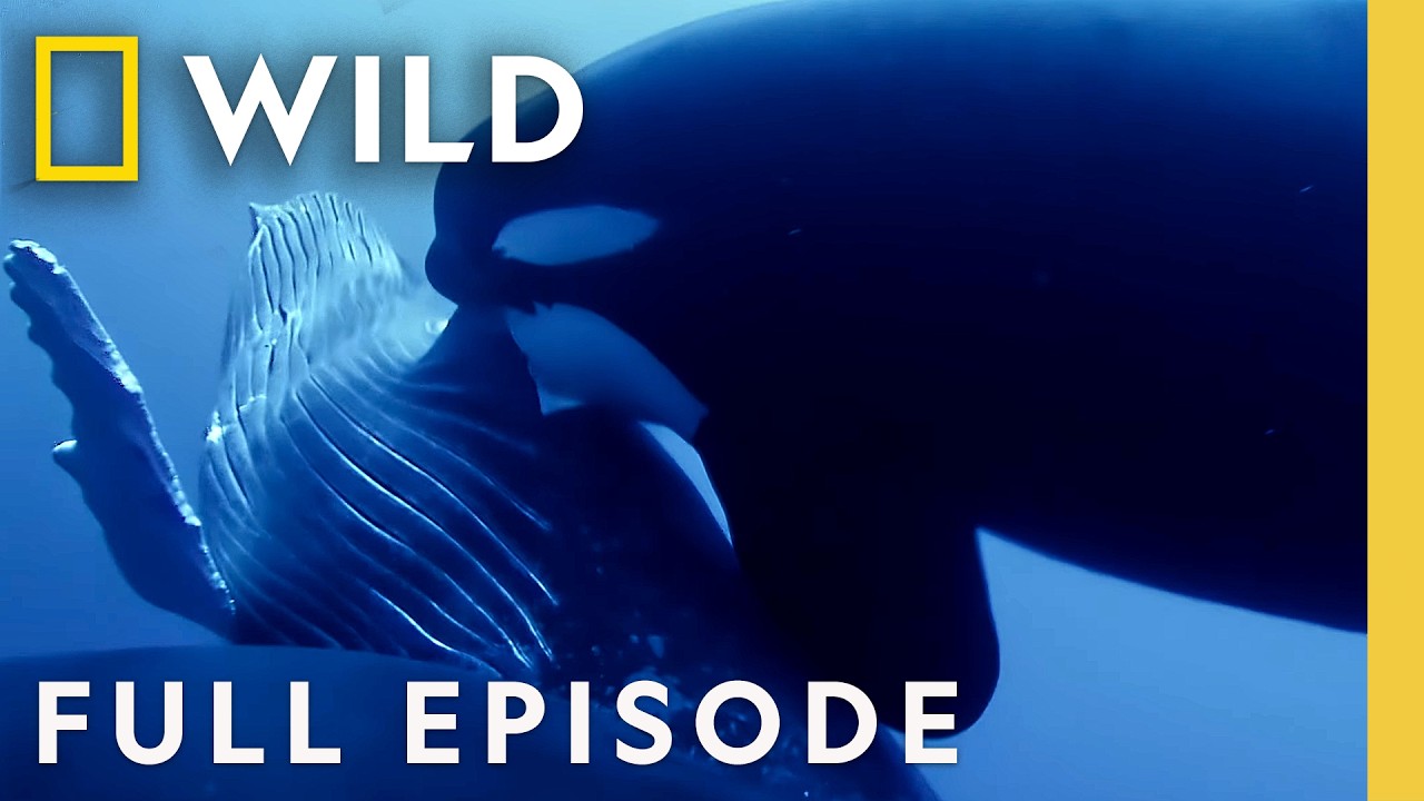 Ocean Battle: Humpback Whale vs. Orcas (Full Episode) | OceanXplorers | Nat Geo Animals
