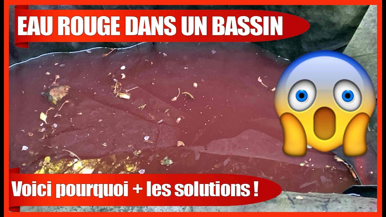 Eau rouge dans un bassin de jardin - Voici pourquoi + les solutions