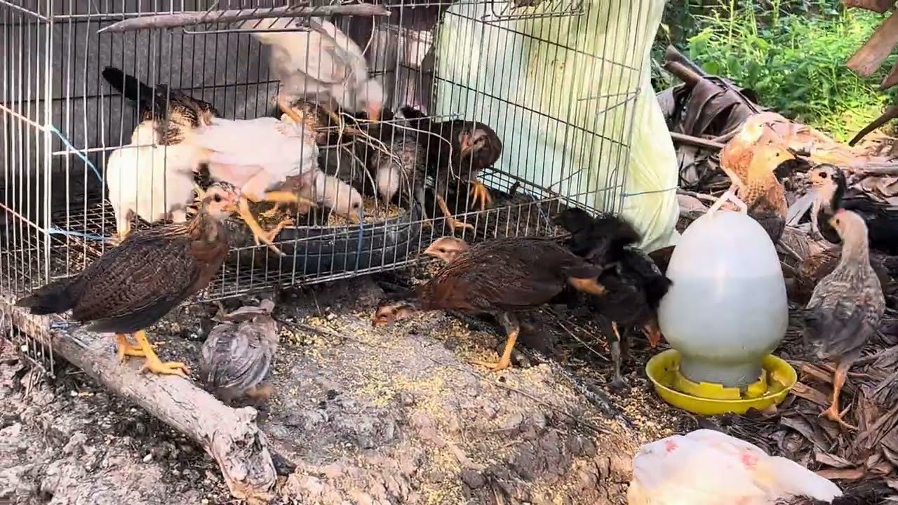 February 16,2026- Nuôi gà thả tự nhiên hiệu quả cao