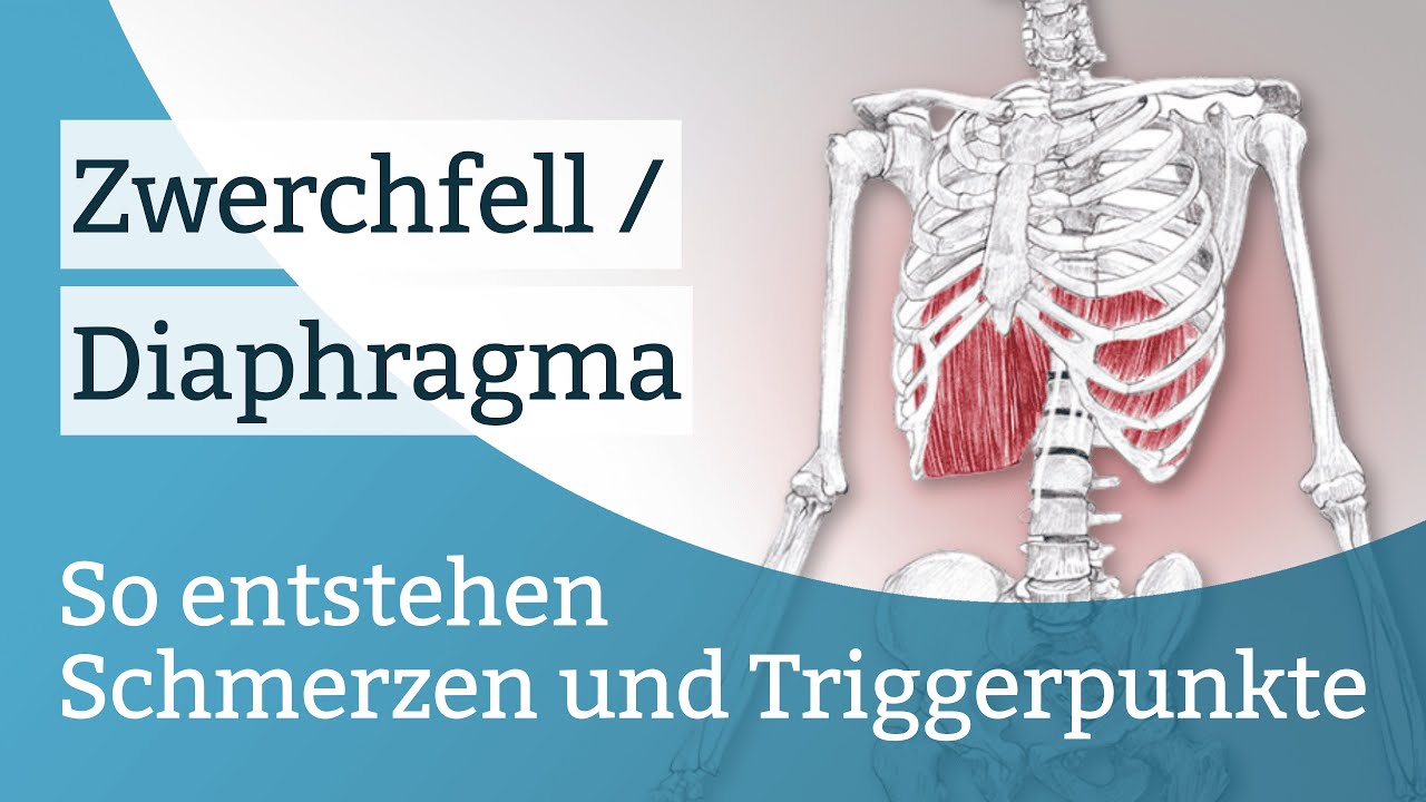 Zwerchfell / Diaphragma Schmerzen, Triggerpunkte und deren Aktivierung