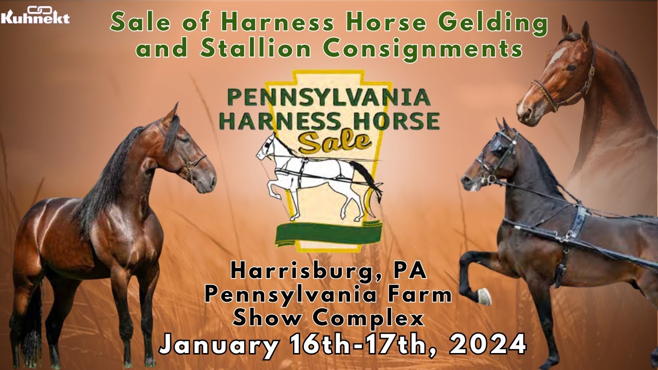 PA Horse Harness Horse - Stallions & Geldings