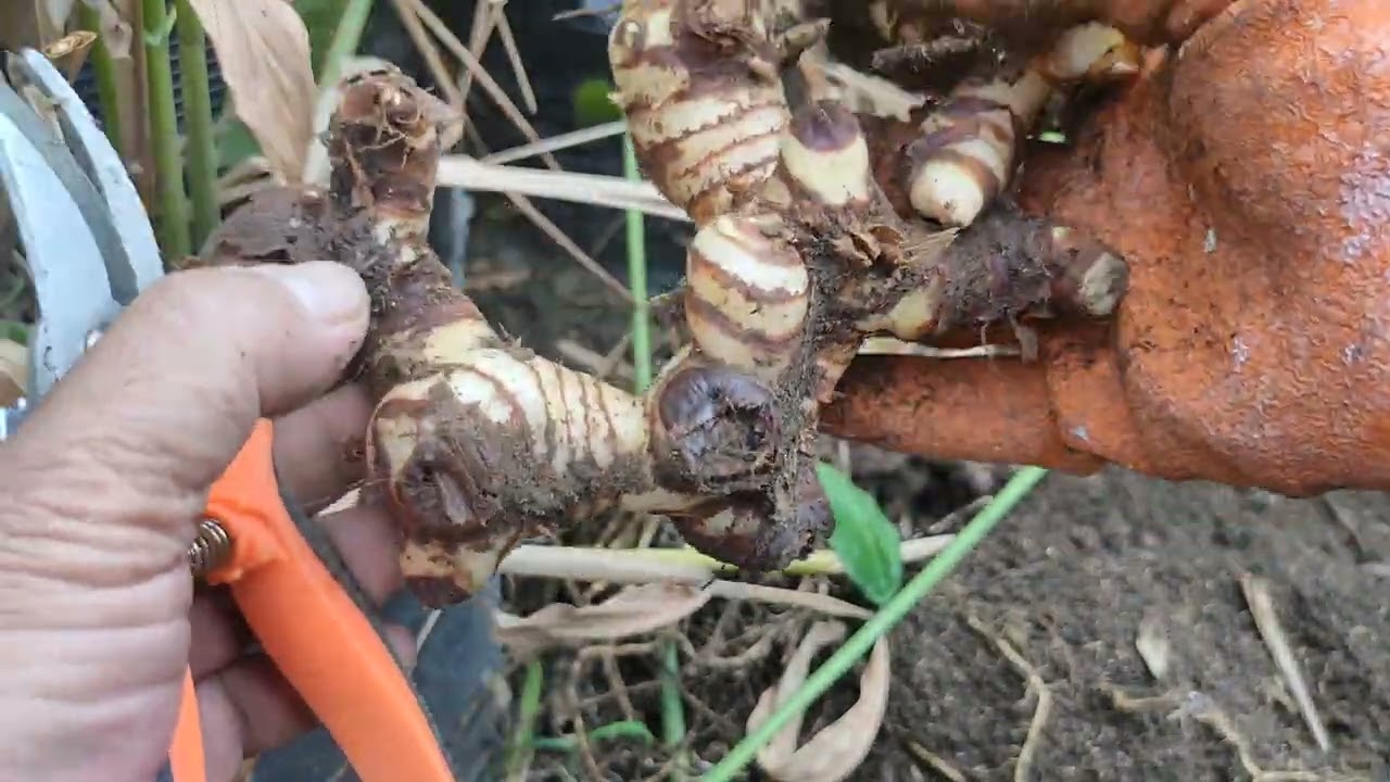Harvest Galangal (Langkawas) -  Paano magtanim at alagaan tips