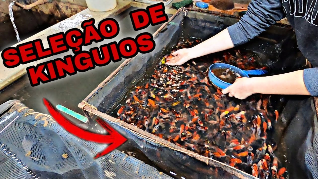Ultima seleção de kinguios antes da reprodução !!