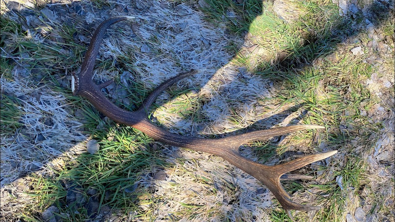 Piękna tyka 20-staka🌲🦌💪. Zrzuty 2026 