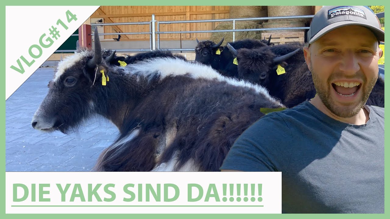 VLOG#14: Die Yaks sind da!!! Endlich gehts los!!!!!