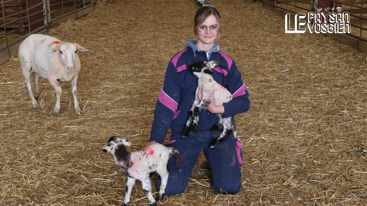 Élise Lahaye : éleveuse ovin