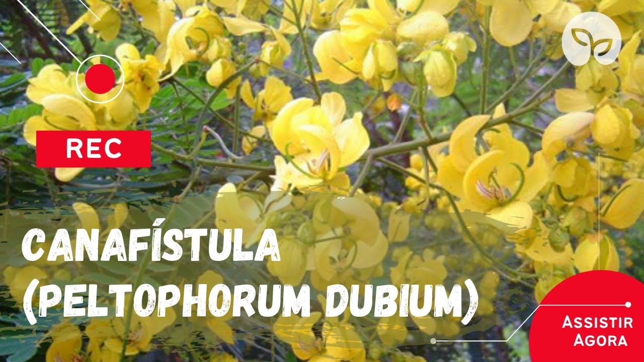PRODUÇÃO DE MUDAS | Semeadura de Canafístula (Peltophorum dubium).