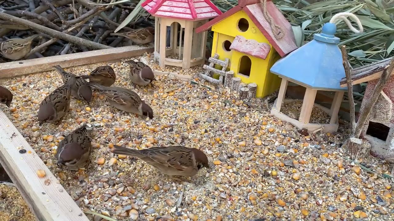 A Handful of Rice, and the Sparrows Came 🐦 | Pure Nature Healing-P260209-1