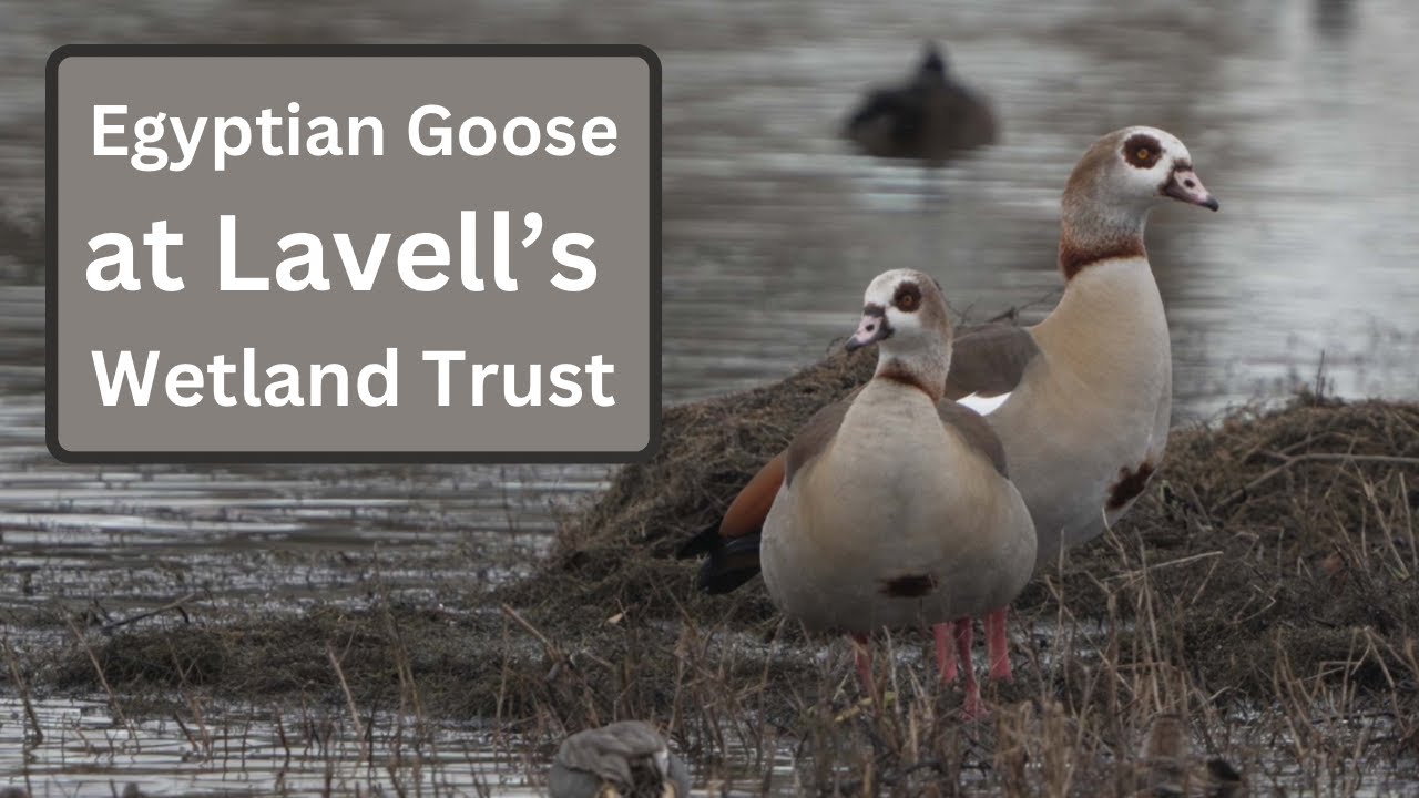 Lavell’s Wetland Trust, Egyptian Goose, Heron and Shelduck.