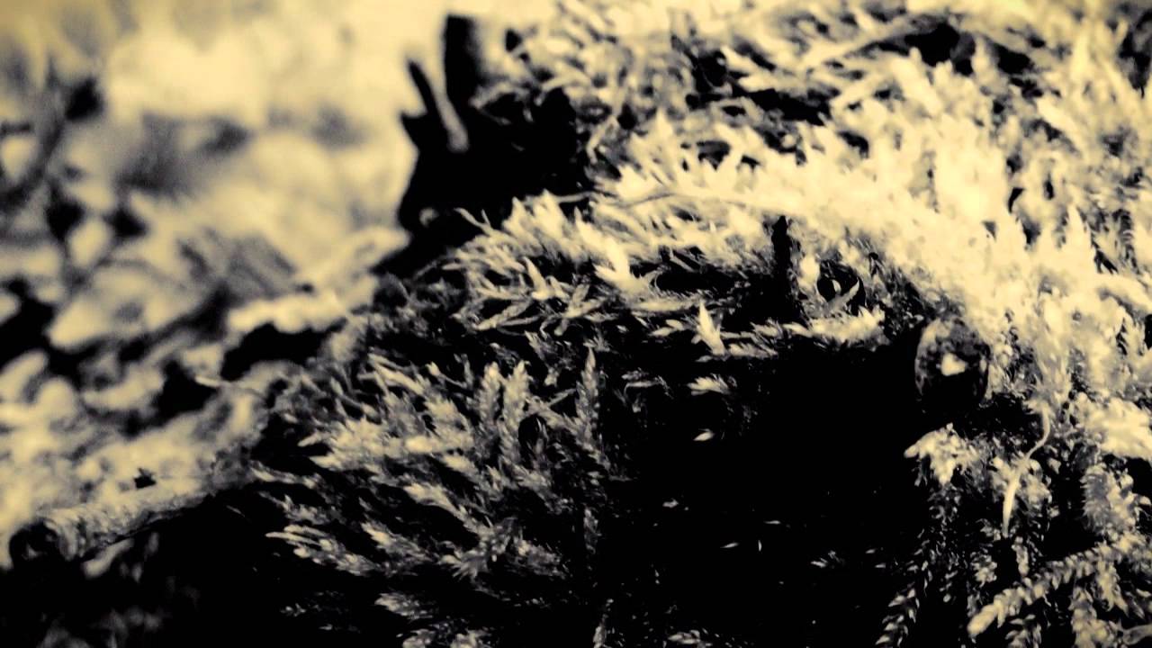 Microtrauma - Pollenflug (Traum 148)