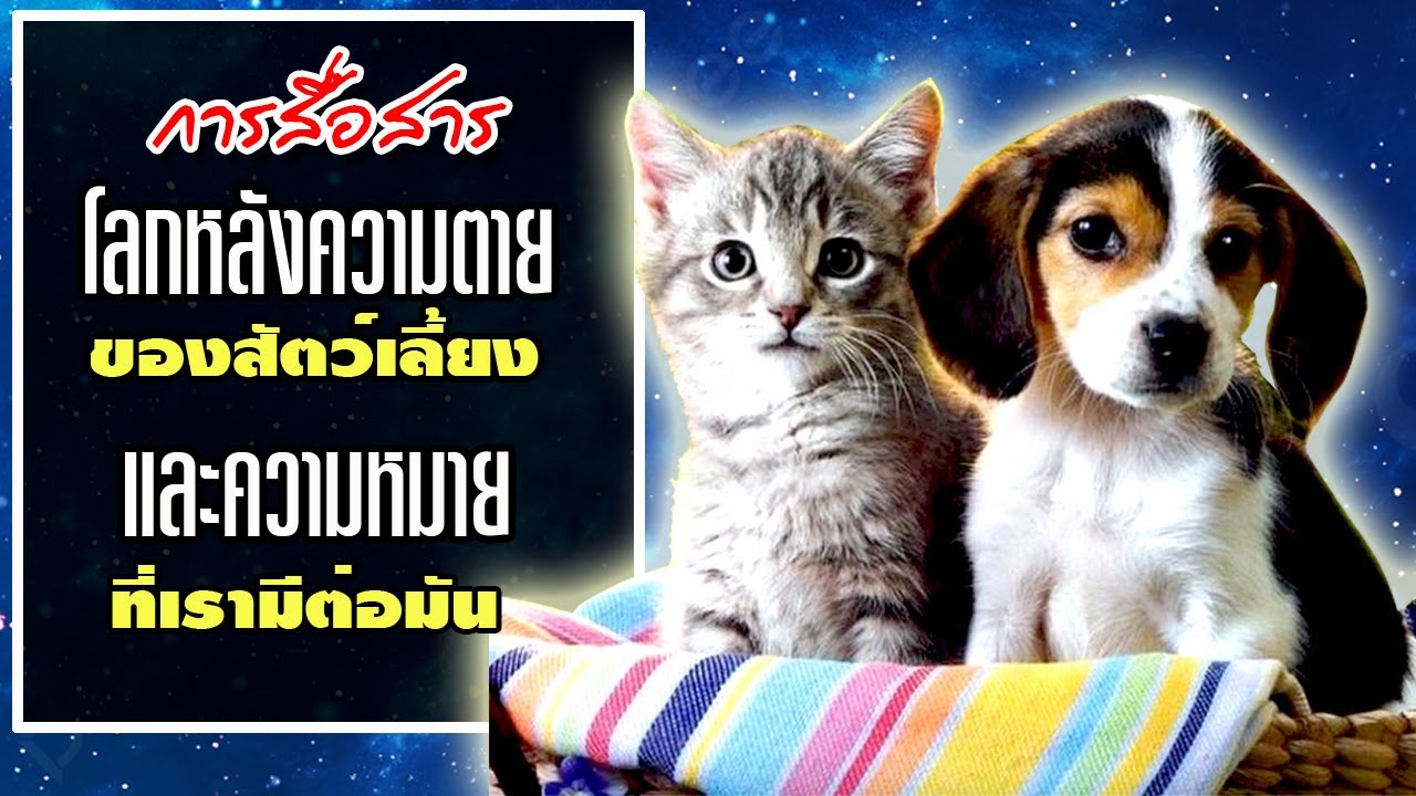 สื่อสารกับโลกหลังความตายของสัตว์เลี้ยง และความหมายที่เรามีต่อมัน สัตว์ตายแล้วไปไหน Pet Afterlife