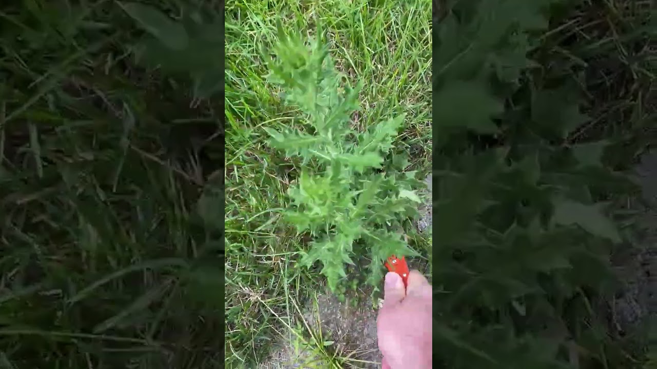 Weeding bull thistle with a Spyderco Byrd Rescue 2