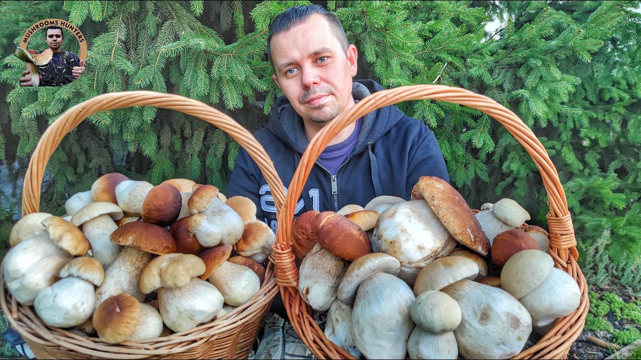 Huby Hriby Houby 11.8.23 | OBROVSKÉ žne dubákov na Záhorí plné koše HÚB Záhorácke lesy plné hríbov