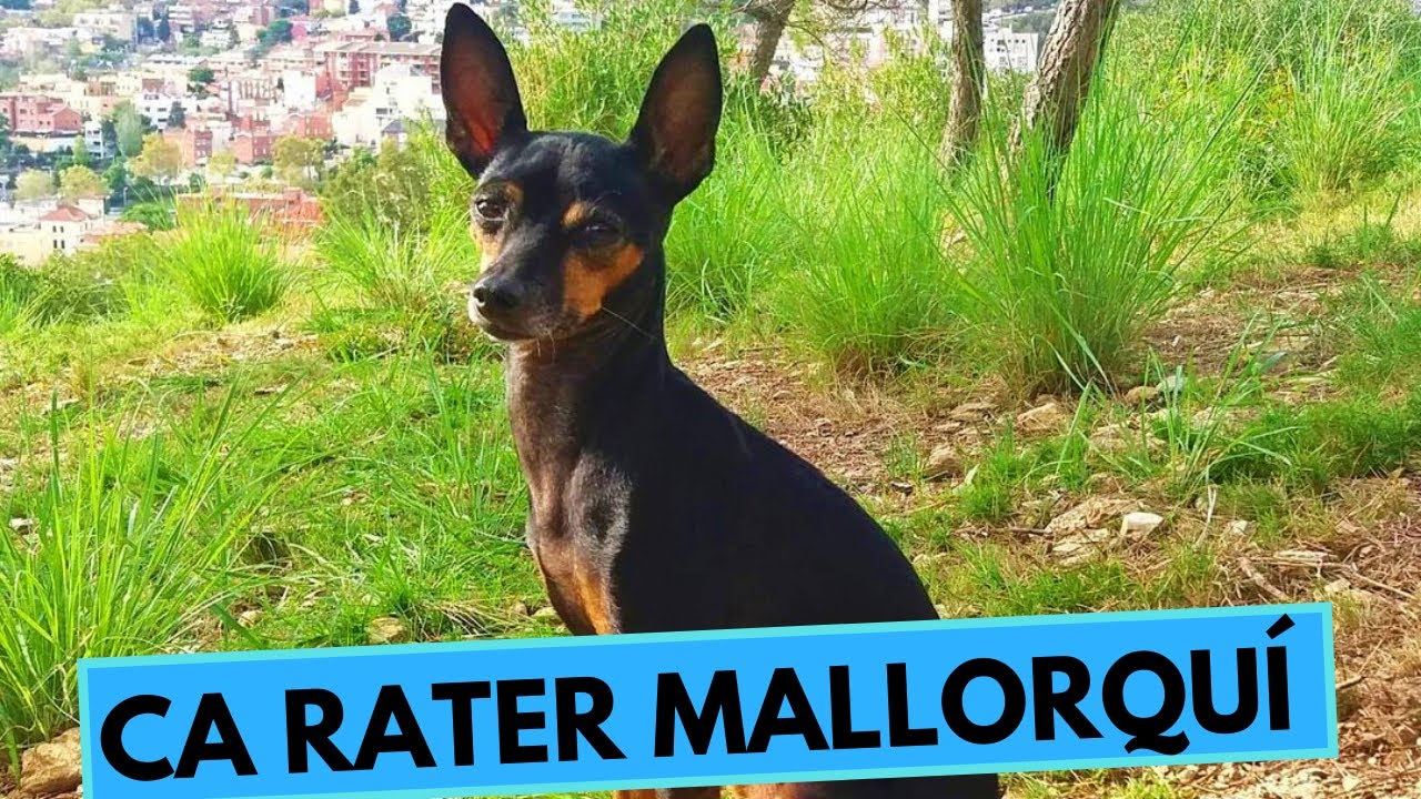 Ca Rater Mallorquí - Majorca Ratter - Ratonero Mallorquín - Facts and Information