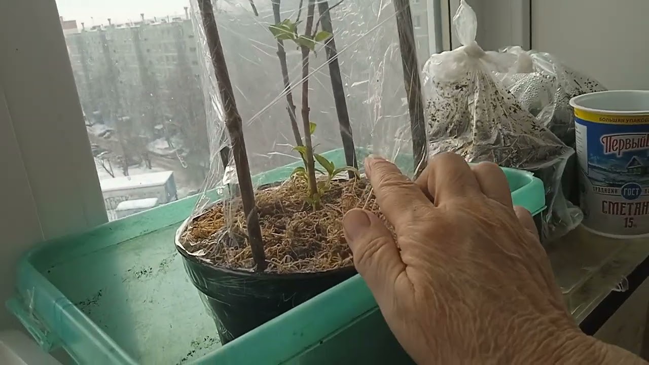 ЛАЙФХАК!! ОБРЕЗКА  И  УКРЫТИЕ  ГОРТЕНЗИЙ  И  НЕ ТОЛЬКО! 