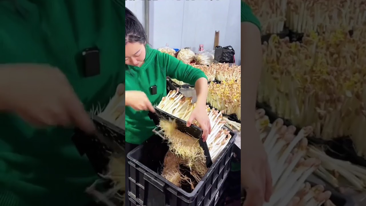 Cutting Sprout Roots with Perfect Precision 🔪
