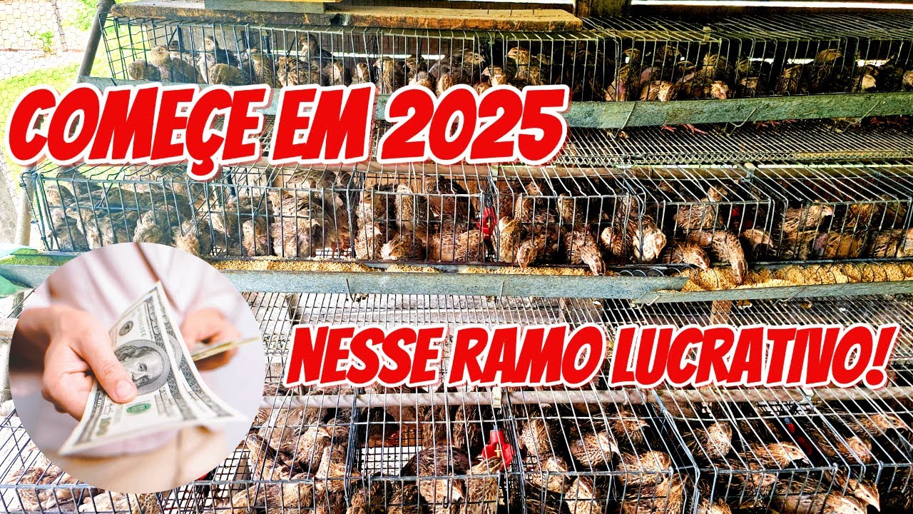EM 2025 GANHE DINHEIRO COM A CRIAÇÃO DE CODORNAS!