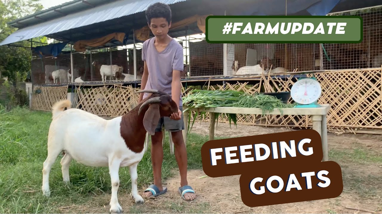 Guide Sa Pagkain Ng Kambing | At Costing