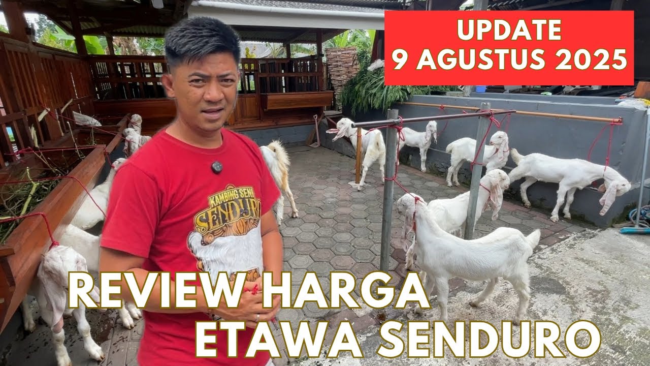 REVIEW HARGA ETAWA SENDURO || Update ‼️9 AGUSTUS 2025‼️@Etawasendurochannel 