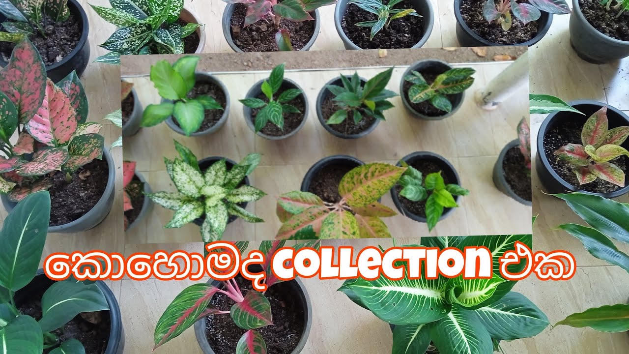 කොහොමද collection එක. ☺️ ඔන්න ඉල්ලන්න ඔට්ටු නෑ. 😂