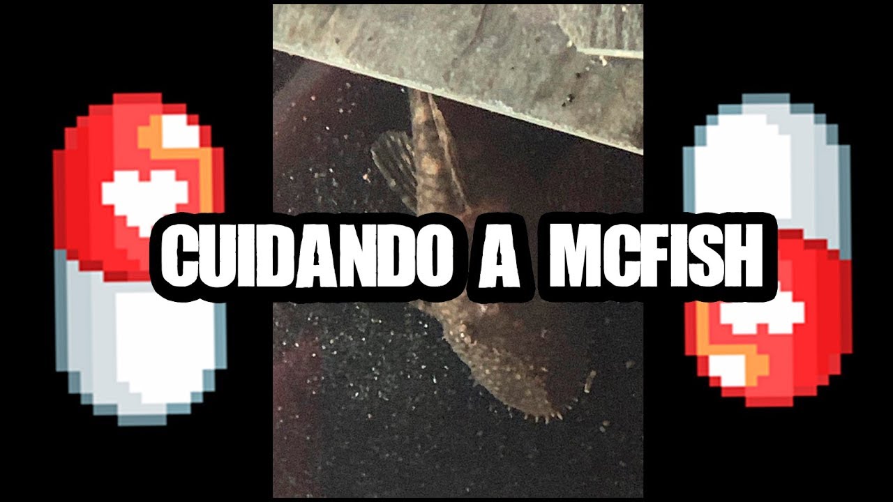 Cuidando A Mcfish