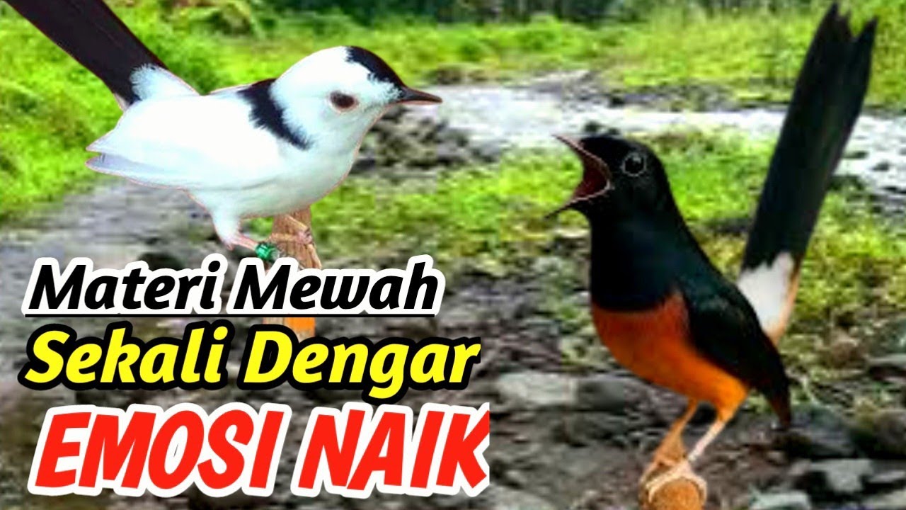 Masteran Murai Batu Full Relaksasi Alam – Natural River Sound for Fast Gacor Training