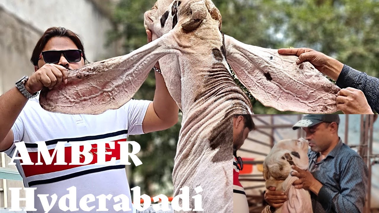 AMBER | INDIAS TALLEST HYDERABADI GOAT| EXTREME QUALITY BREEDER |NAWAB BLOOD LINE |WORLD CLASS GOAT|