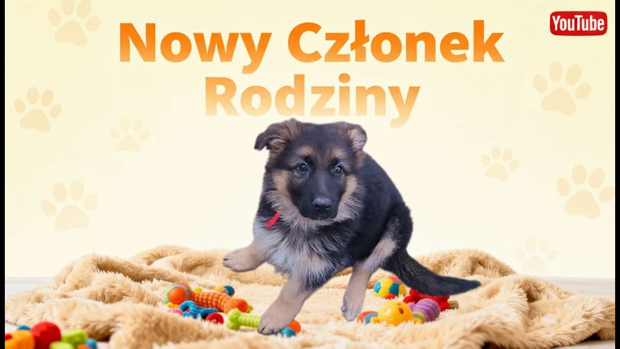 Miało być inaczej! Po 6 miesiącach bez psa w naszym domu pojawił się szczeniak. #owczarekniemiecki