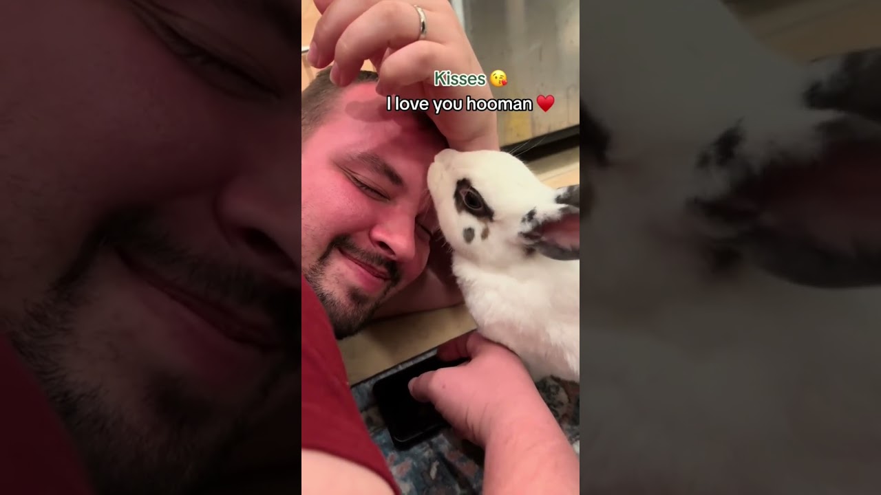 Bunny Language: What does it mean? &hearts;️🐰 #cutebunny #rabbit #bunny #cutepet #petbunny