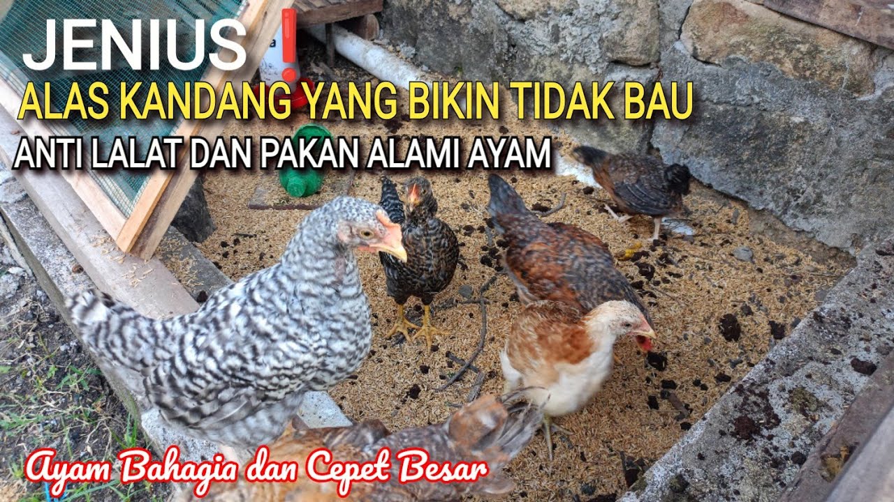 ALAS KANDANG ANTI BAU & TERSEDIA PAKAN ALAMI || #kuntara4 #kandangayam